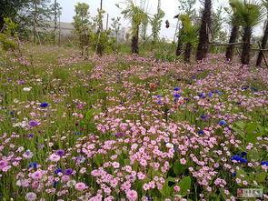 城南花正开,春意盎然时